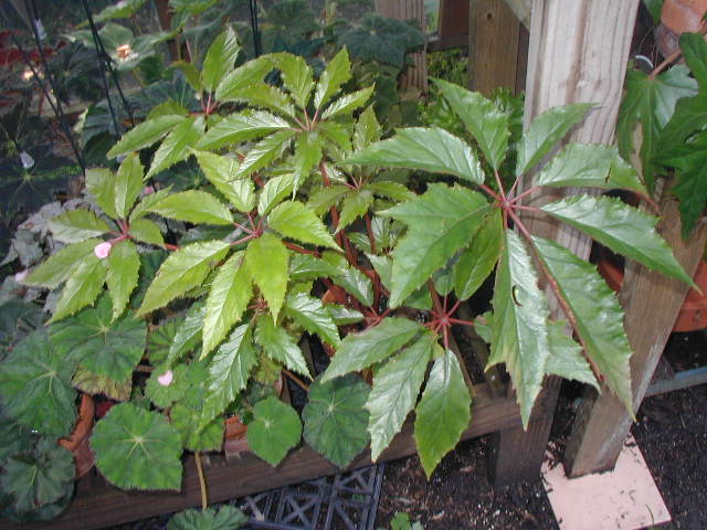 B. ‘Earl-ee-bee’